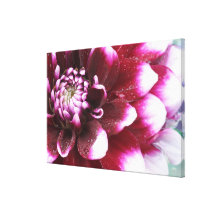 Tight in photographs of Dalhia flower with the Stretched Canvas Prints