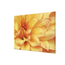 Tight in photographs of Dalhia flower with the Gallery Wrap Canvas