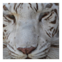 Tigre blanc doux faire-parts