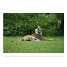 Tigre Carte Postale