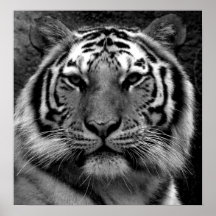 Tigre dans noir et le blanc posters