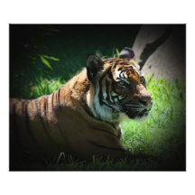 Tigre de Malaysin Photo