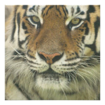 Tigre de Sumatran Invitation
