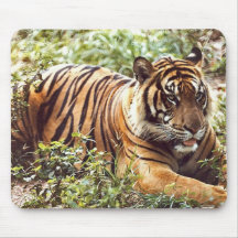 tigre de sumatran tapis de souris