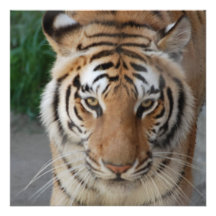 Tigre doux invitations personnalisables