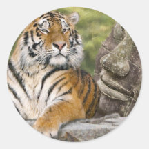 Tigre et le Bouddha Autocollant Rond