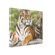 Tigre et le Bouddha Toiles Tendues