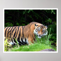 Tigre Posters