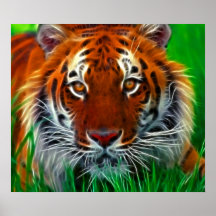 Tigre rare de Sumatran d'Indonésie Posters