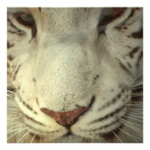Tigre rayé blanc faire-part personnalisé