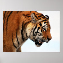 Tigre sur l'affiche de chasse