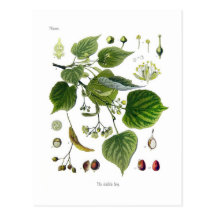 tilia ulmifolia postcard