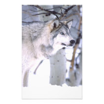 Timber Wolf, Canis lupus, Movie Animal Utah)