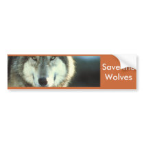 Timber Wolf from Junglewalk.com