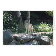 Timber Wolf Greeting Card