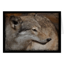 Timber Wolf Portrait Card
