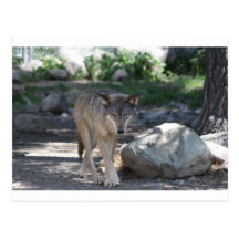 Timber Wolf Post Cards