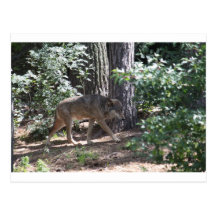 Timber Wolf Postcards