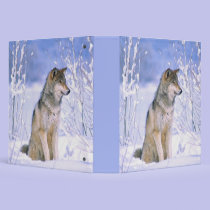 Timber Wolf sitting in the Snow, Canis lupus, binders