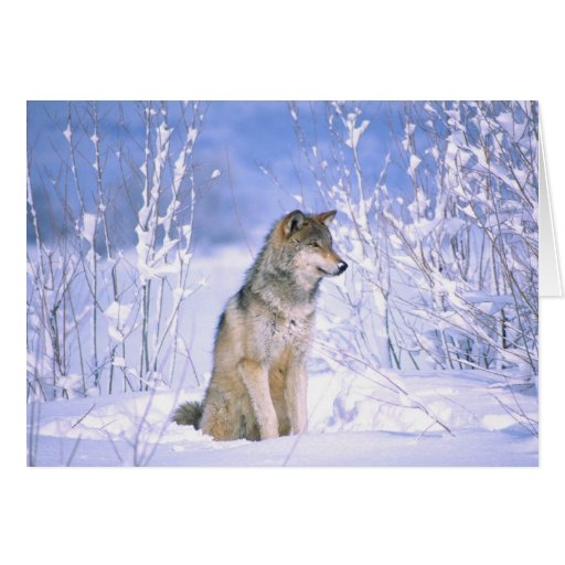 Timber Wolf sitting in the Snow, Canis lupus, Greeting Cards