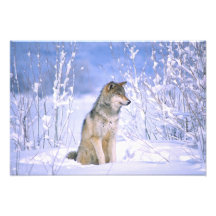 Timber Wolf sitting in the Snow, Canis lupus, Photo