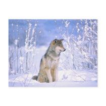 Timber Wolf sitting in the Snow, Canis lupus, Postcards