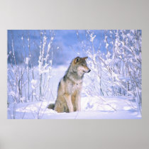 Timber Wolf sitting in the Snow, Canis lupus,