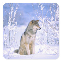 Timber Wolf sitting in the Snow, Canis lupus, Stickers