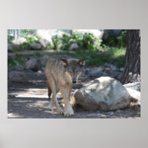 Timber Wolf Walking on a Trail. Print