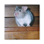 Timbit the Hamster Magnet