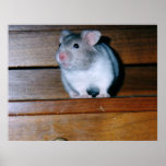 Timbit the Hamster Poster