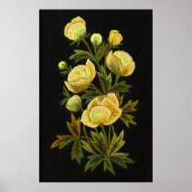 Timeless Globeflowers Huge Basic Print