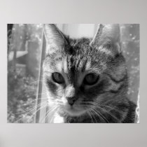 Tink R Bell: Tabby Kitten