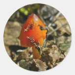 Tiny Amberina Cone Cap Mushroom Sticker