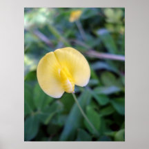 Tiny Beautiful Flower Poster