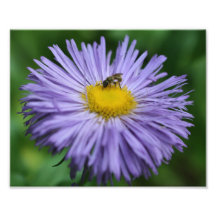 Tiny Bee On Purple Daisy 10x8 Nature Print Photo Print