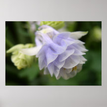 Tiny Blue Flower Poster