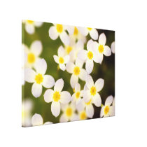 Tiny Bluets Wrapped Canvas Canvas Prints