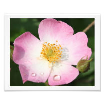 Tiny Dancer - Ballerina Rose Photography