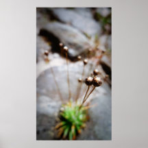 Tiny Flowers Posters