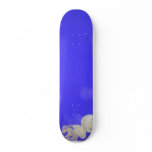 Tiny Jellyfish In Hull Aqua Park skateboards