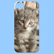 Tiny Kitten IPhone 5 case casemate cases