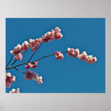 Tiny Pink Flowers Against Blue Sky Posters
