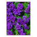 Tiny Purple Flowers cards