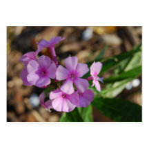 Tiny Purple Flowers - Chubby Business Card Templates
