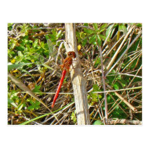 Tiny Red Dragonfly in November Postcards