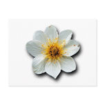 Tiny White Flower Postcards