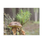 Tiny Wild Mushroom Post Cards