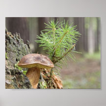 Tiny Wild Mushroom Poster