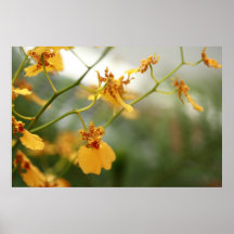 Tiny Yellow Orchids Poster